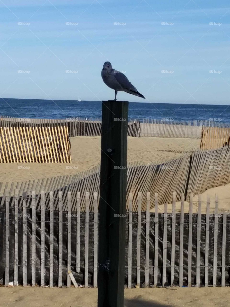 Jersey Shore, seagull