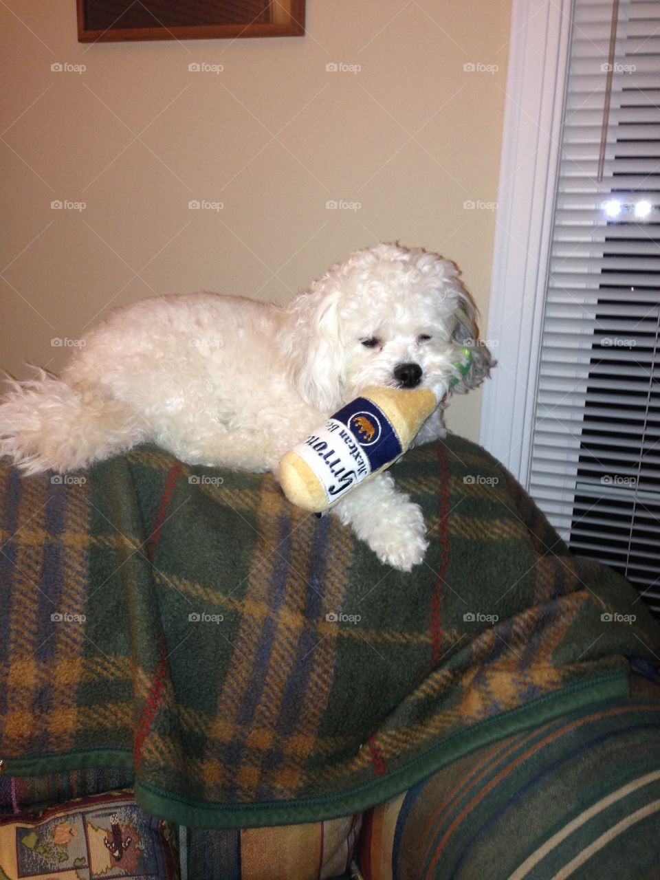 Grrona . Cooper likes beer