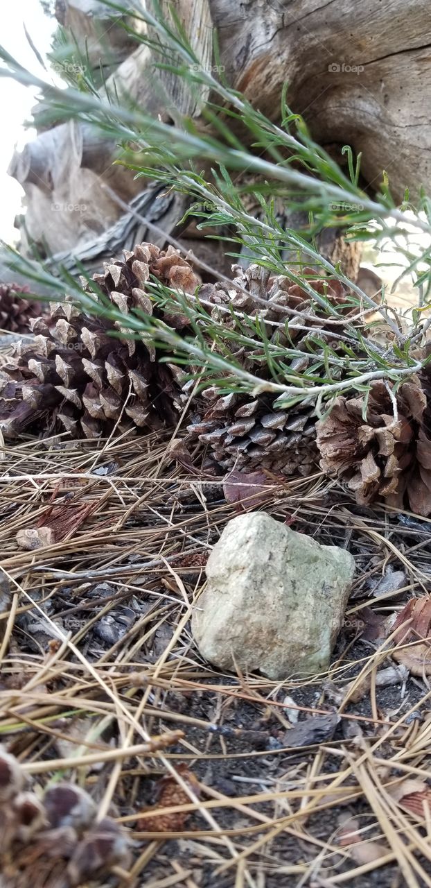 Pine Cones 1