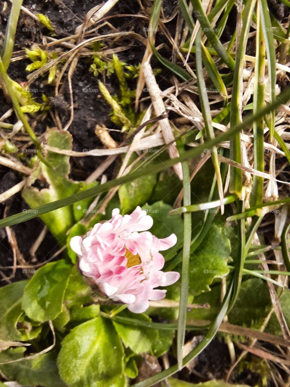 maco of pink daisy  in winter