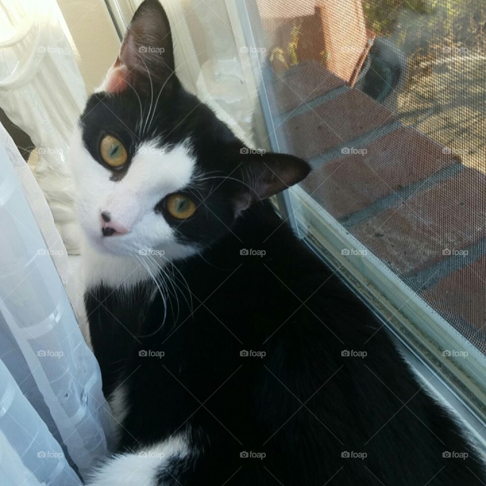 Loki in the window