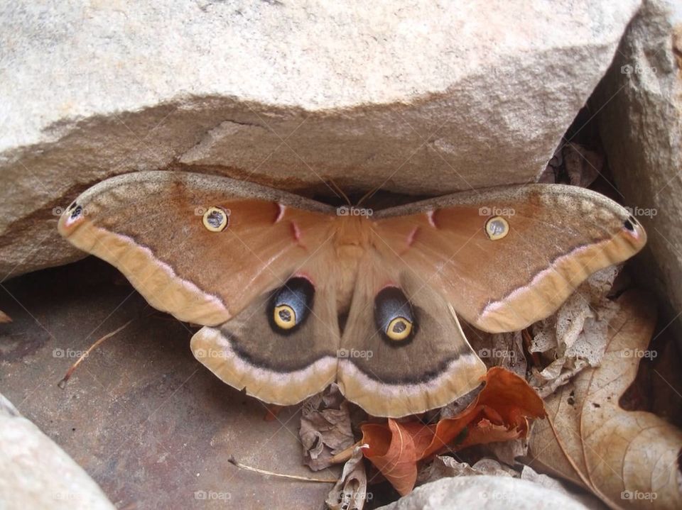 Amazing Moth