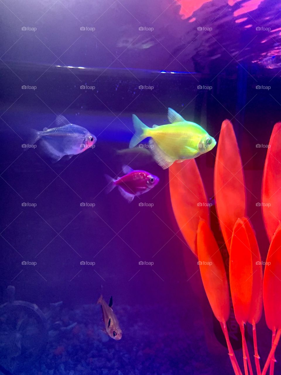 Neon tetra fish 