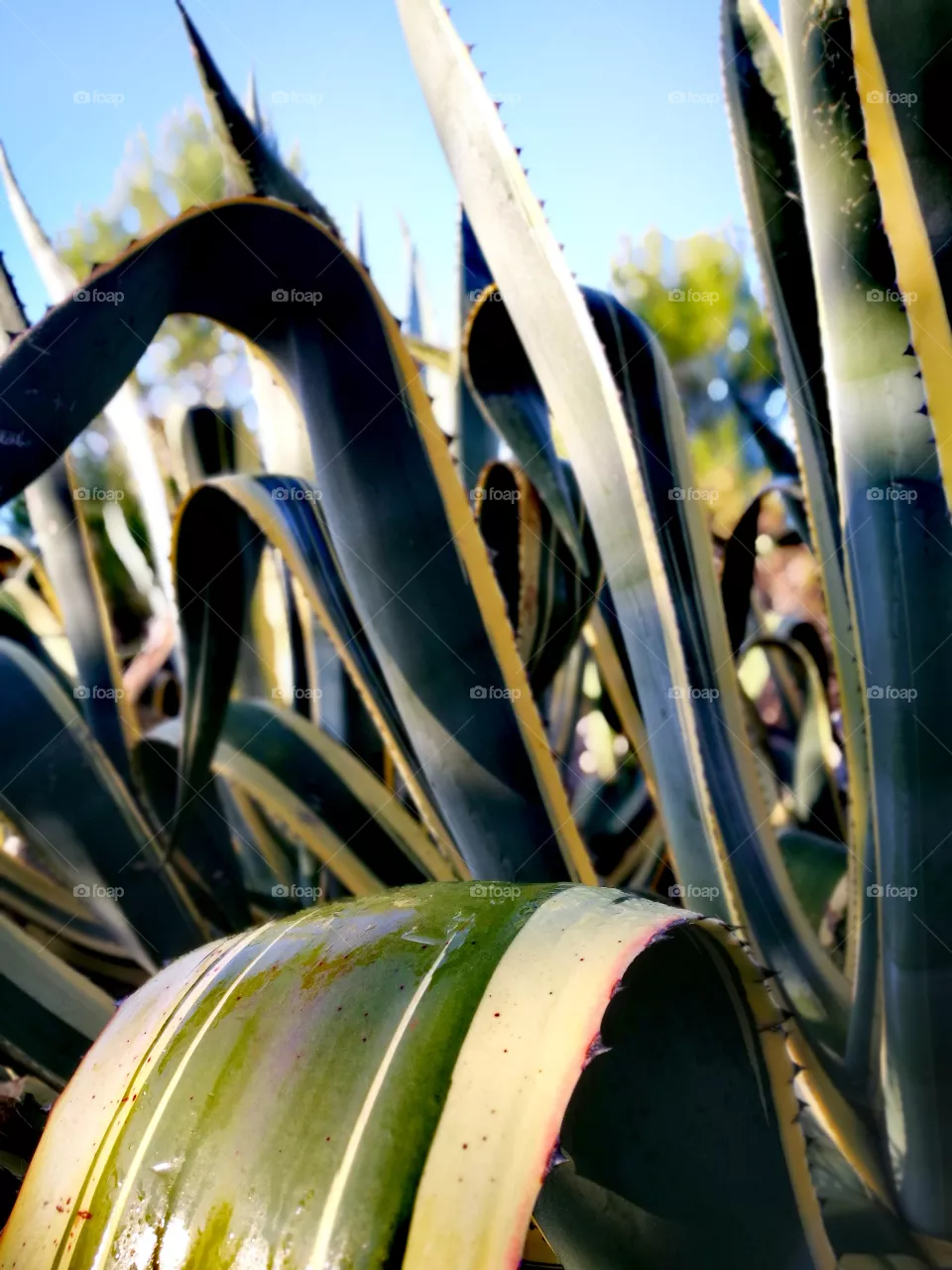 cactus