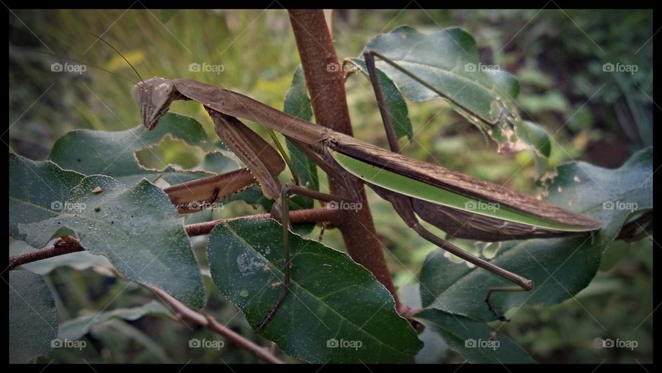 Brown Preying mantis