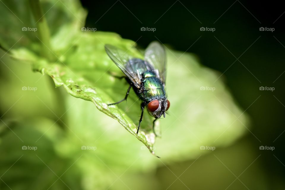 Close-up of fly on leaf