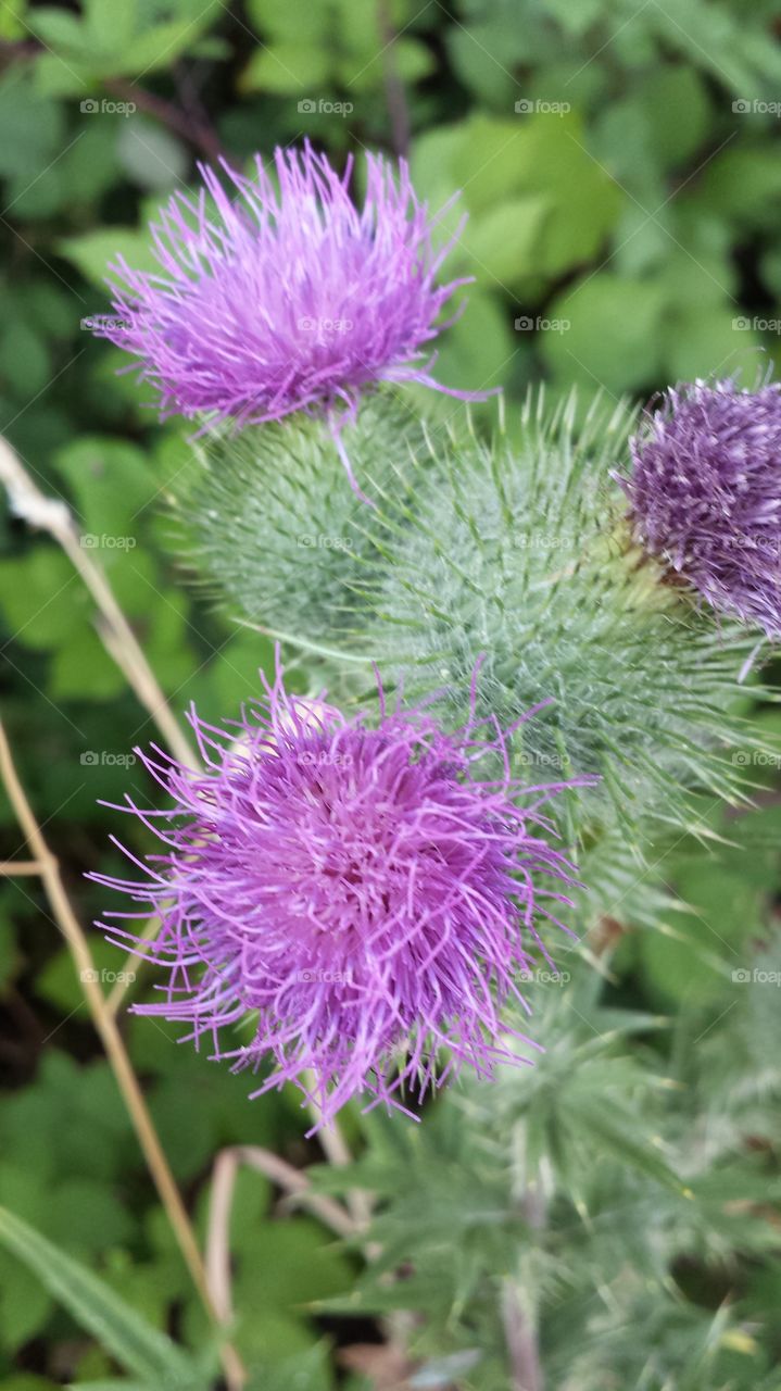 Thistle flowers. found them while out picking blackberries.