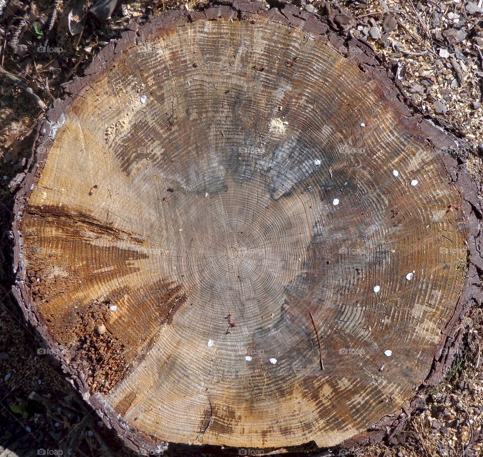 pine stump. tree succumbed to pine beetle infestation 