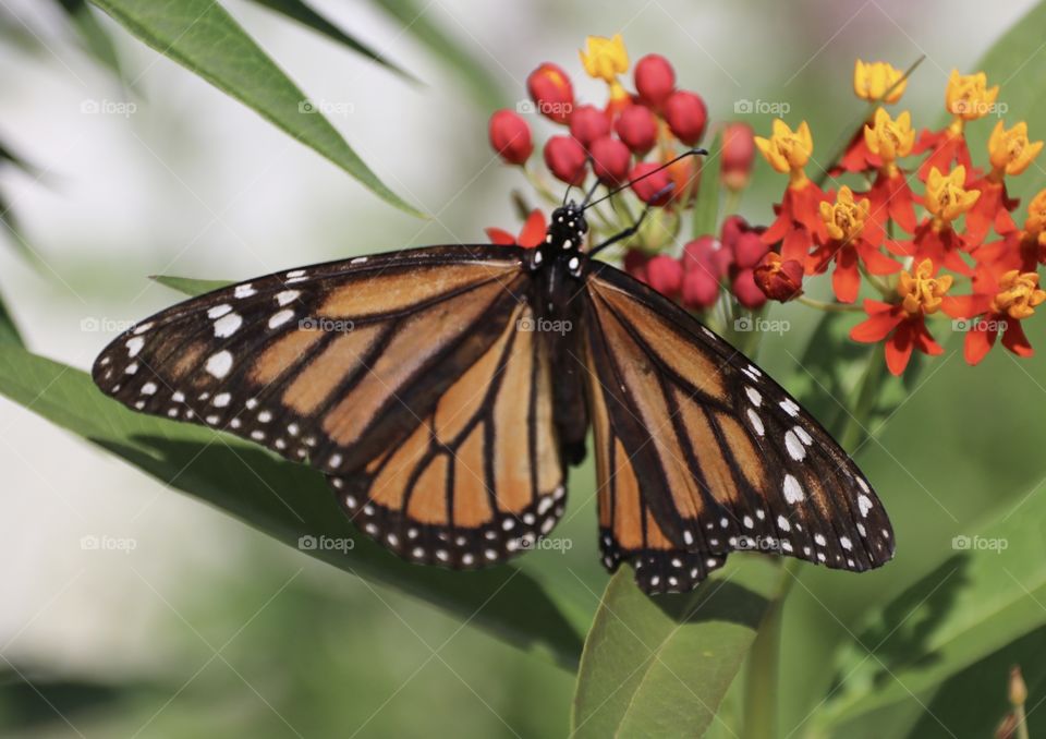 Monarch butterfly closeup 