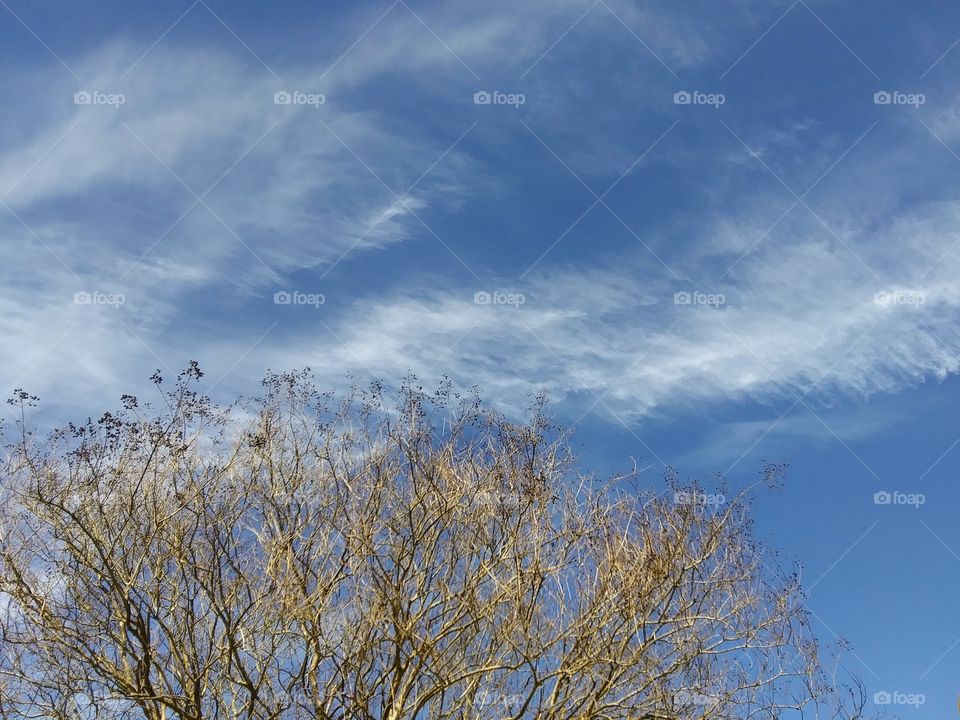 cirrus clouds over a tree