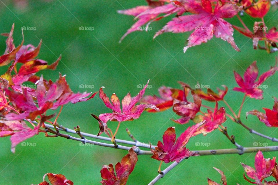 autumn tree in the park
