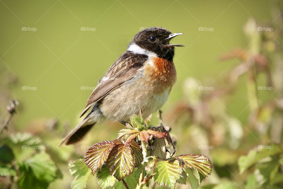 Stonechat