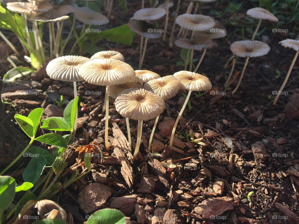 Mushroom Cluster in Shadow
