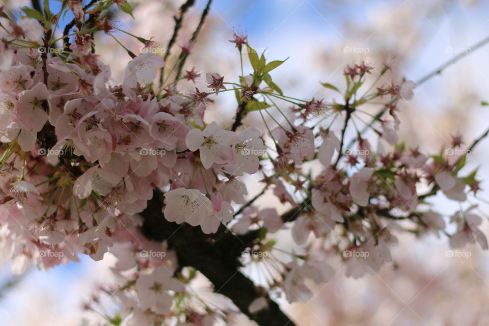 Cherry Blossoms