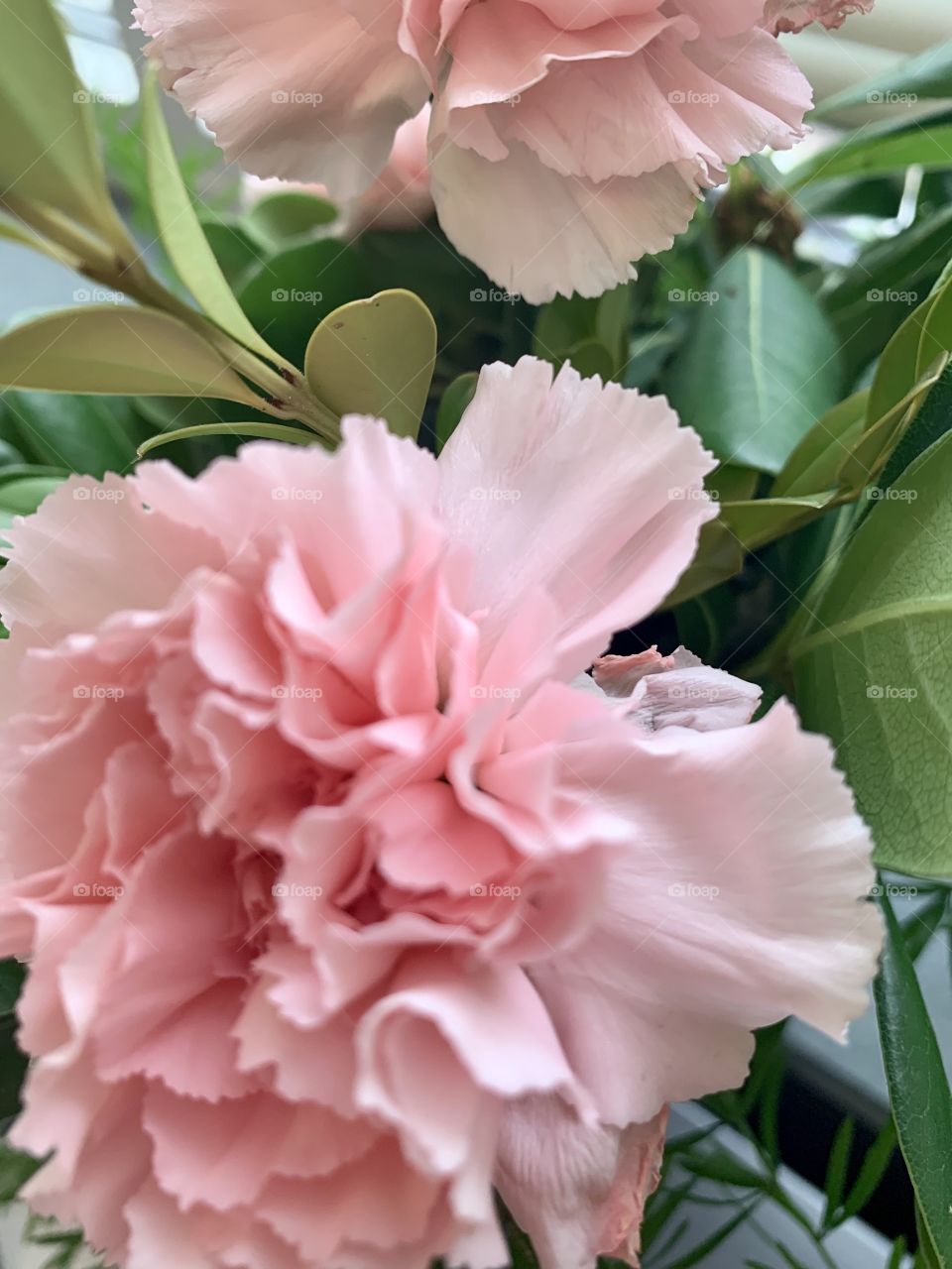 Flowers carnations