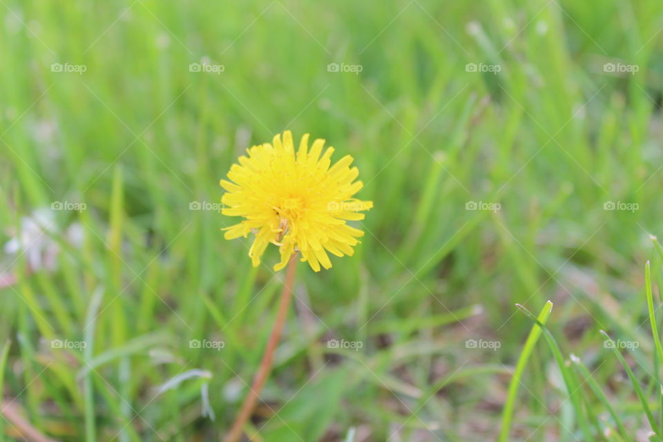 Dandelion 