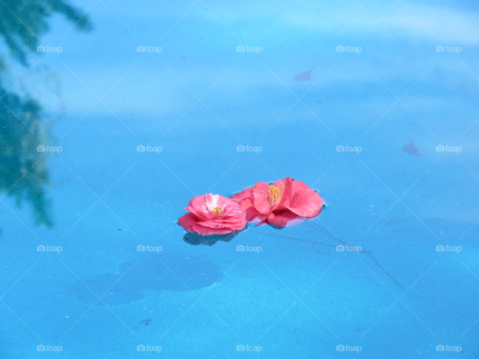 Floating Camellias