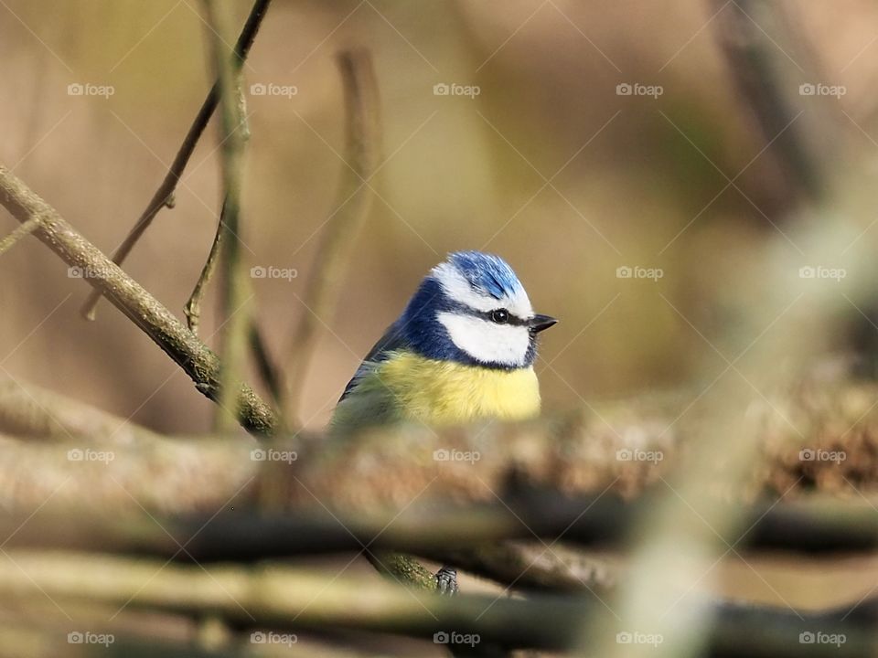 Blue tit