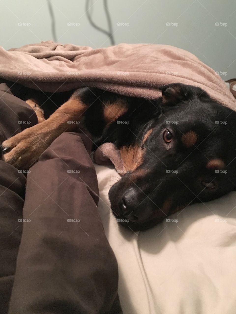 Jake as comfy as it gets in my bed!