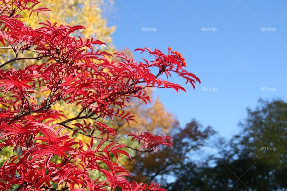 Close-up of autumn leaf