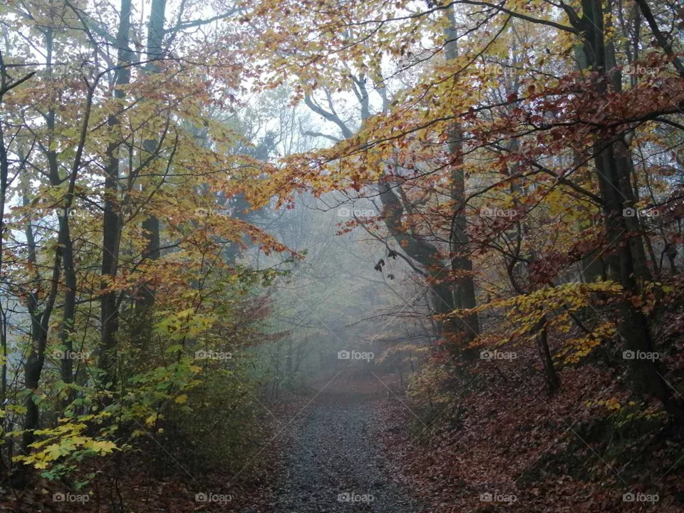 autumn day in the forest