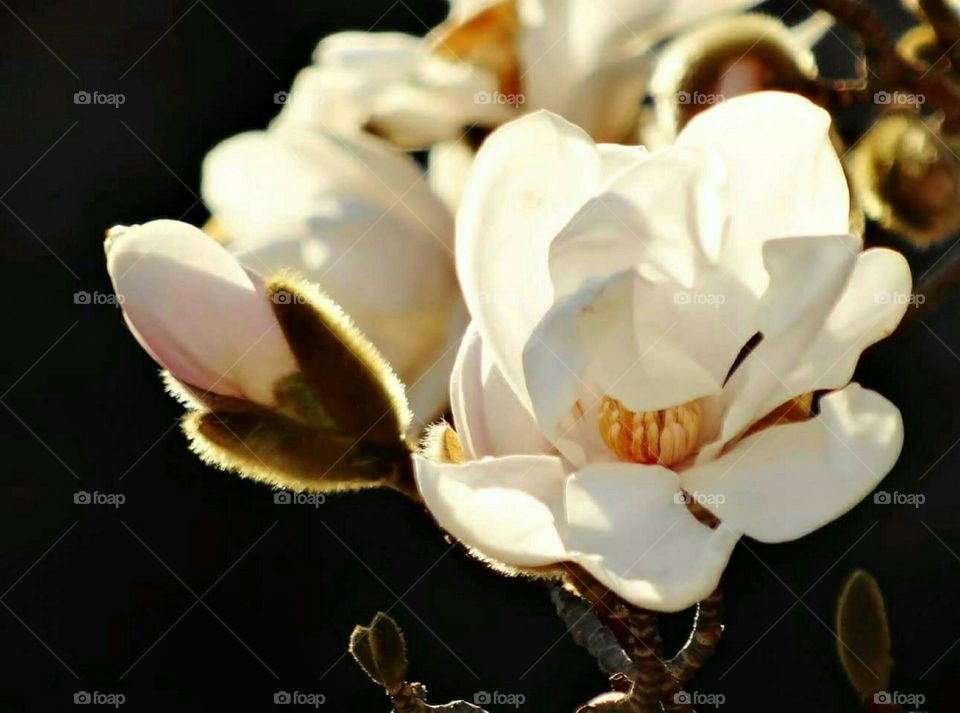 Magnolia Close-up