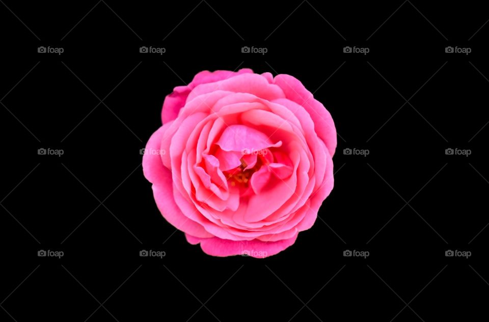 Pink rose on black