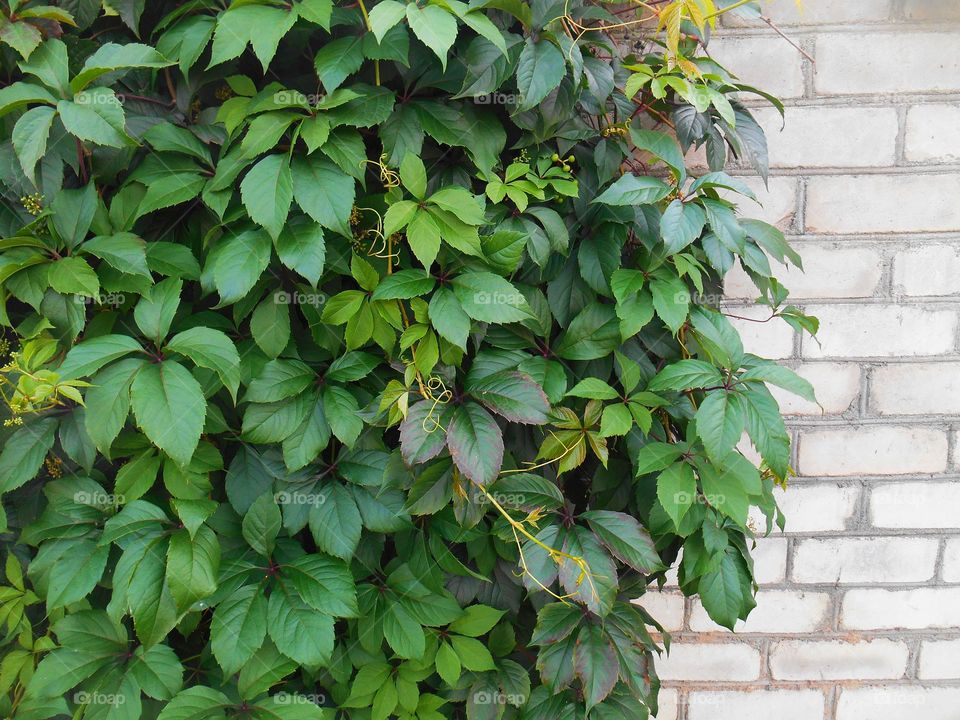 old brick wall with green leaves beautiful texture background, geometric shapes rectangle