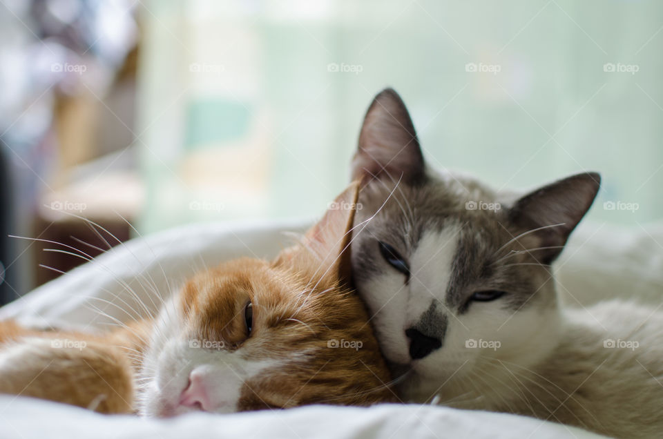 Close-up of two sleeping cats