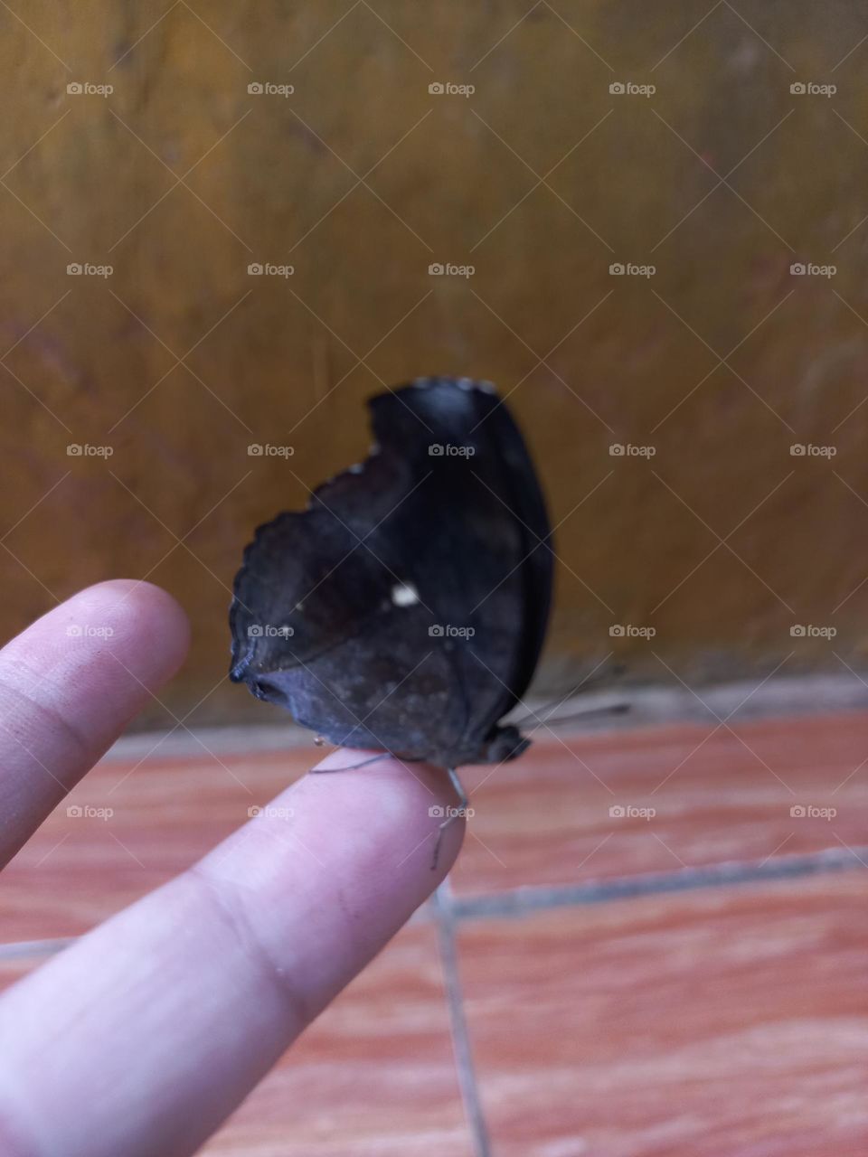 Beautiful butterfly perched on the fingers