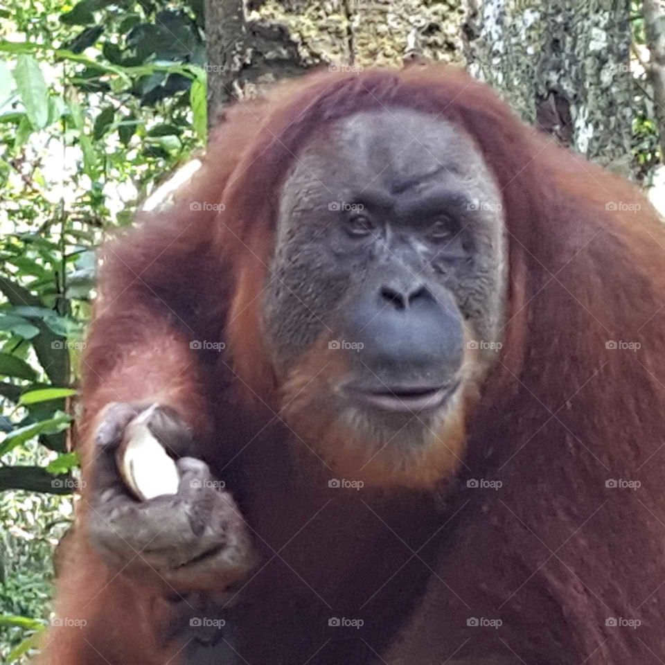 Orangutan in the wild in Indonesia