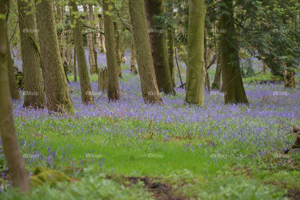 Blue Bells in a wood