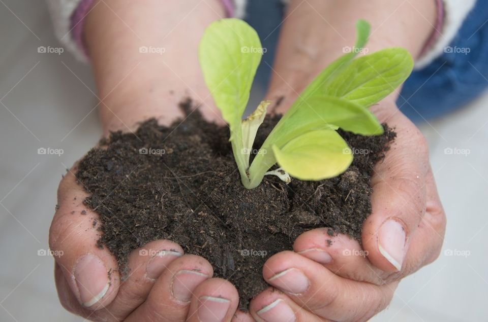 Close-up of hand holding plant