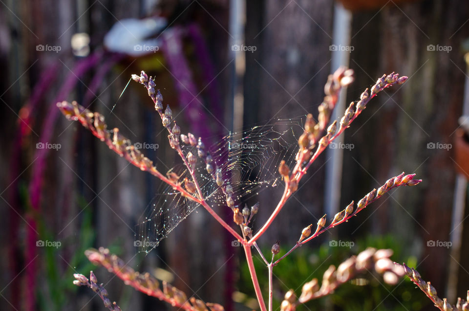 Spider Web under construction