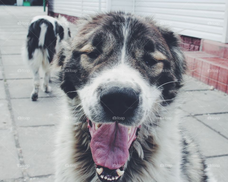 Dog, Animal, Portrait, Pet, Canine