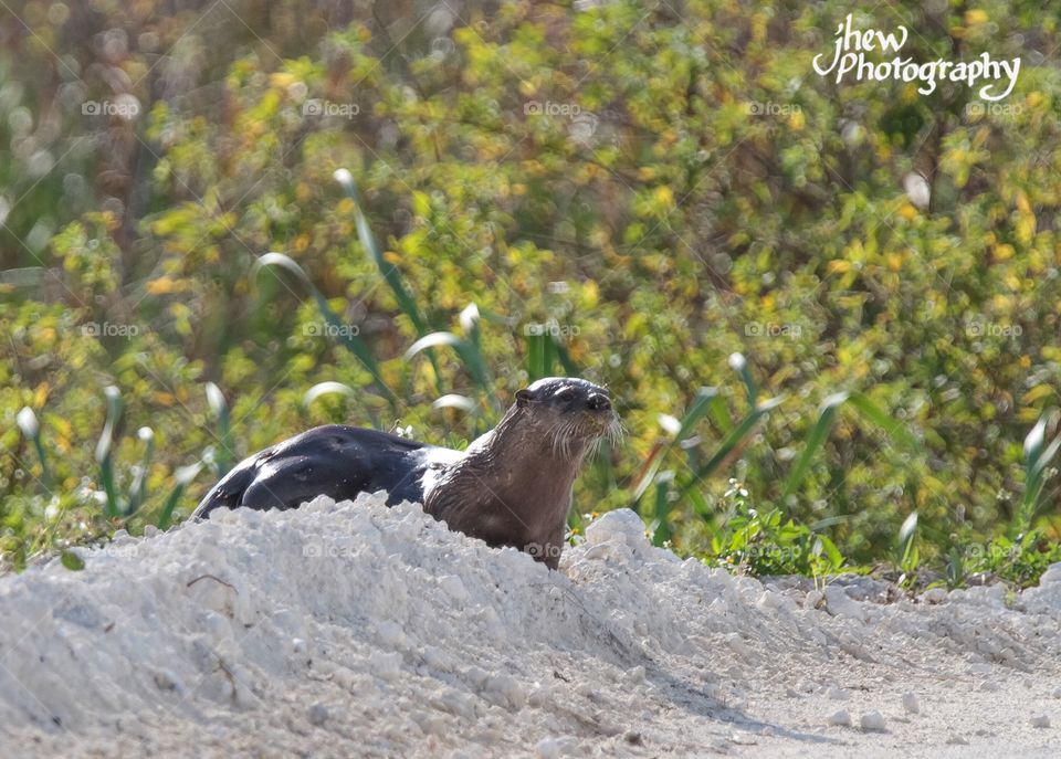 Otter- wild Florida 