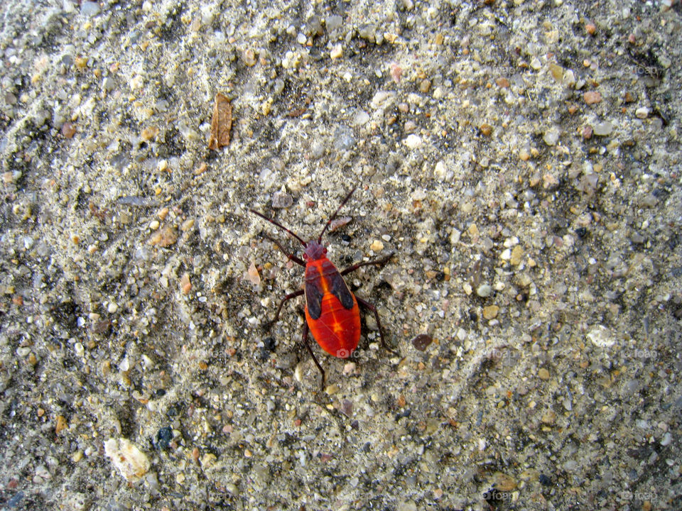 ground red cool bug by mengzishiliu