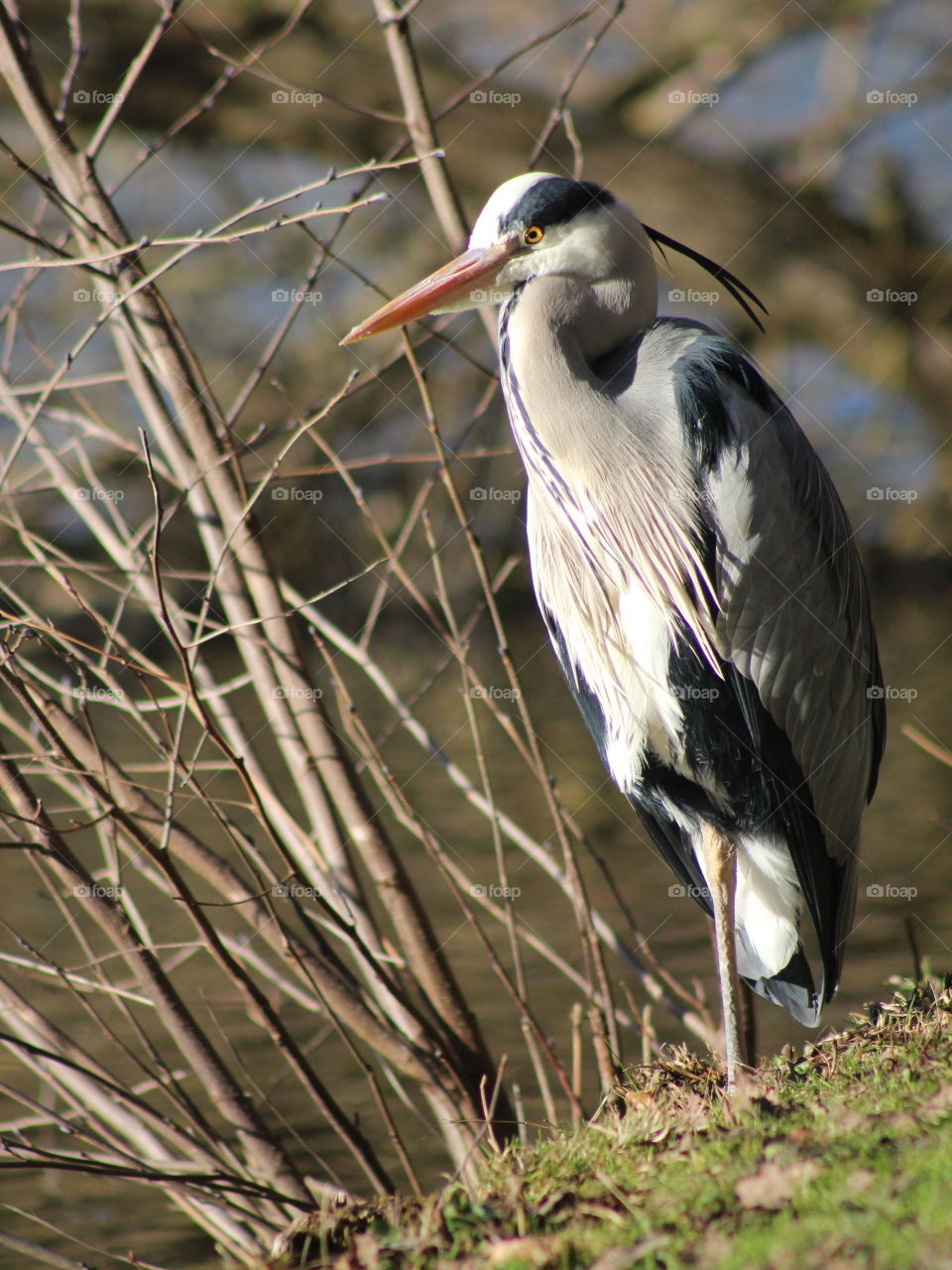 Heron by a pond