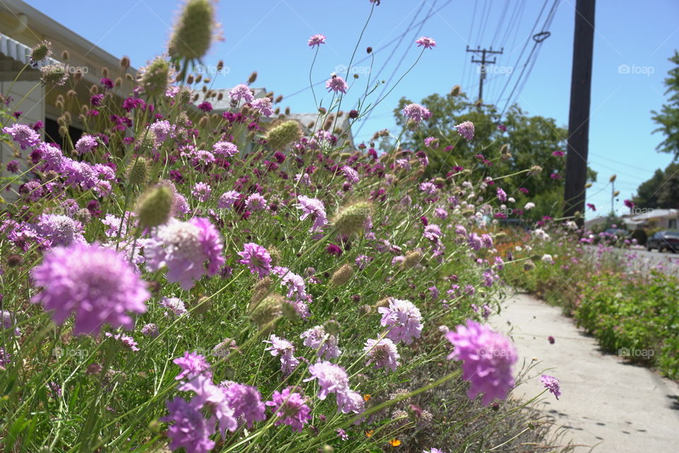 California summer flowers