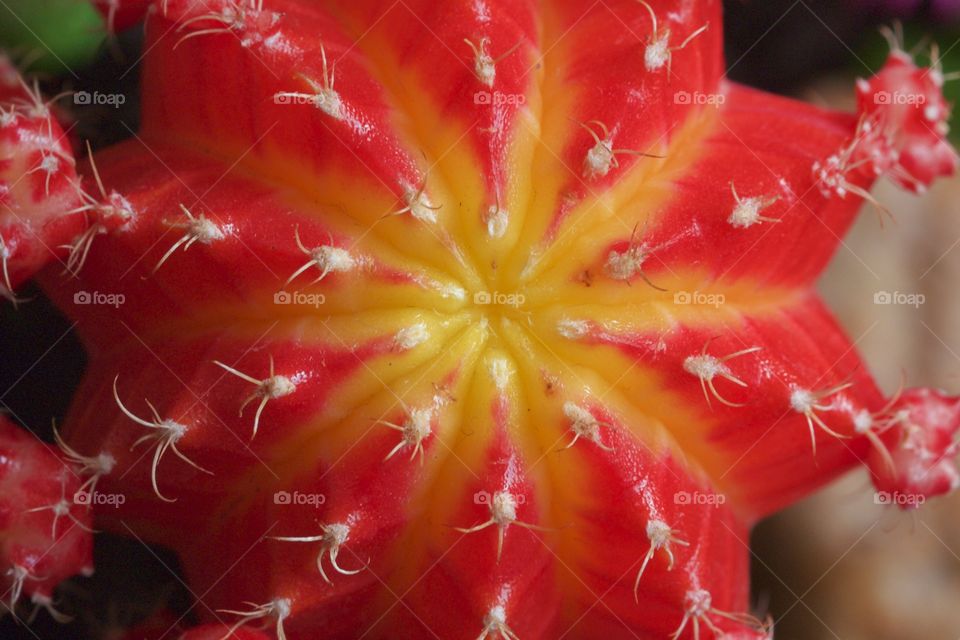 Close-up of orange cactus