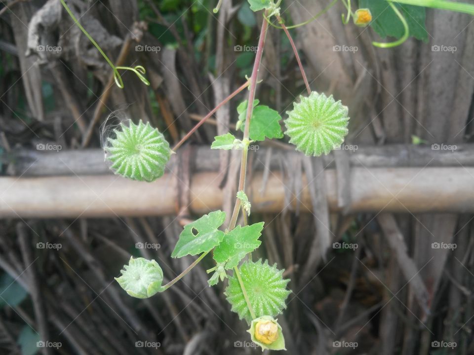 flowers in the Forest