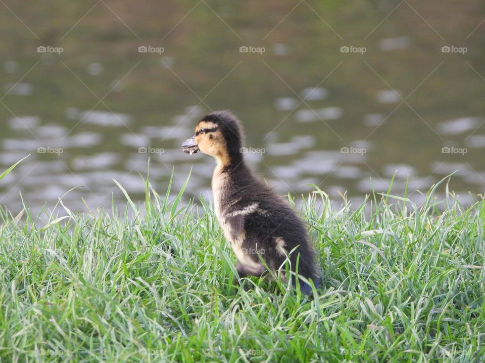 A duckling at the river 