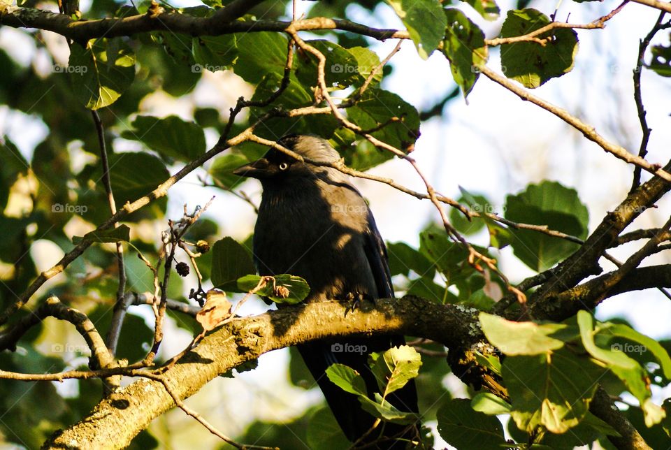 A jackdaw in a tree