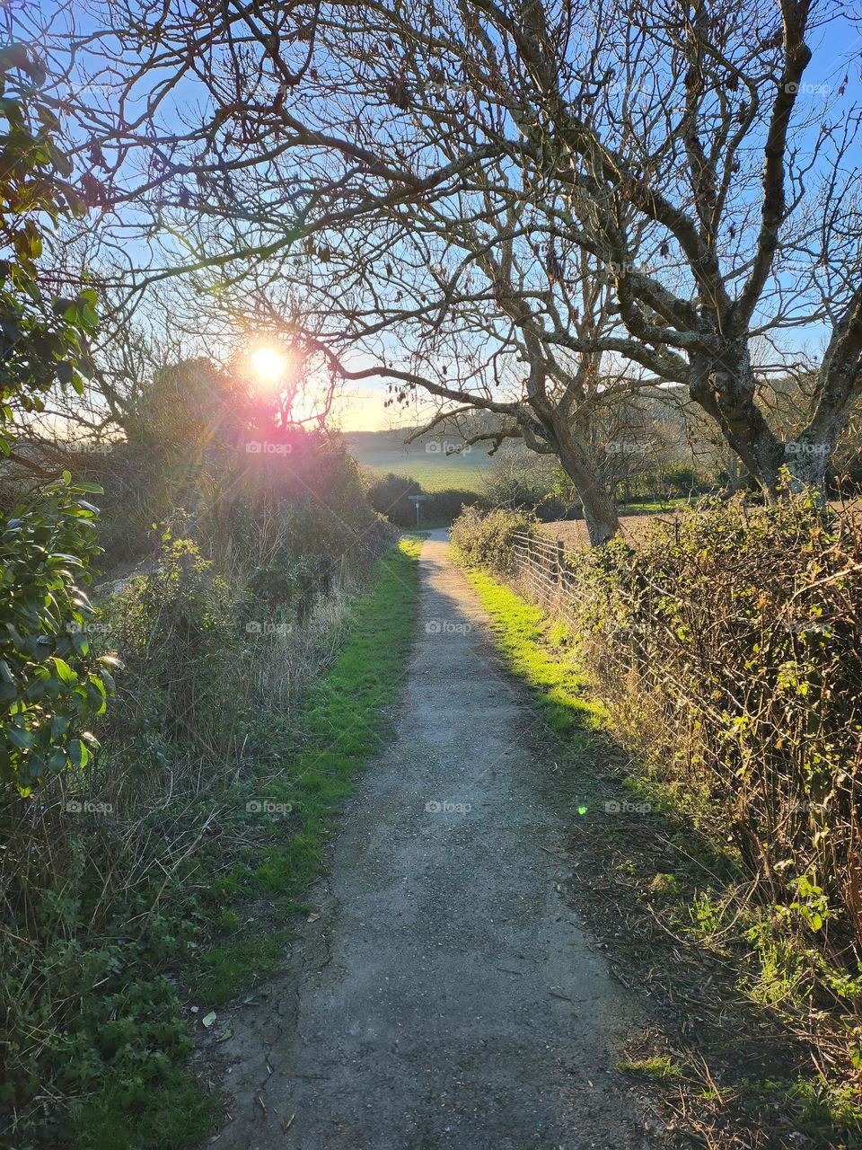 countryside trees sun