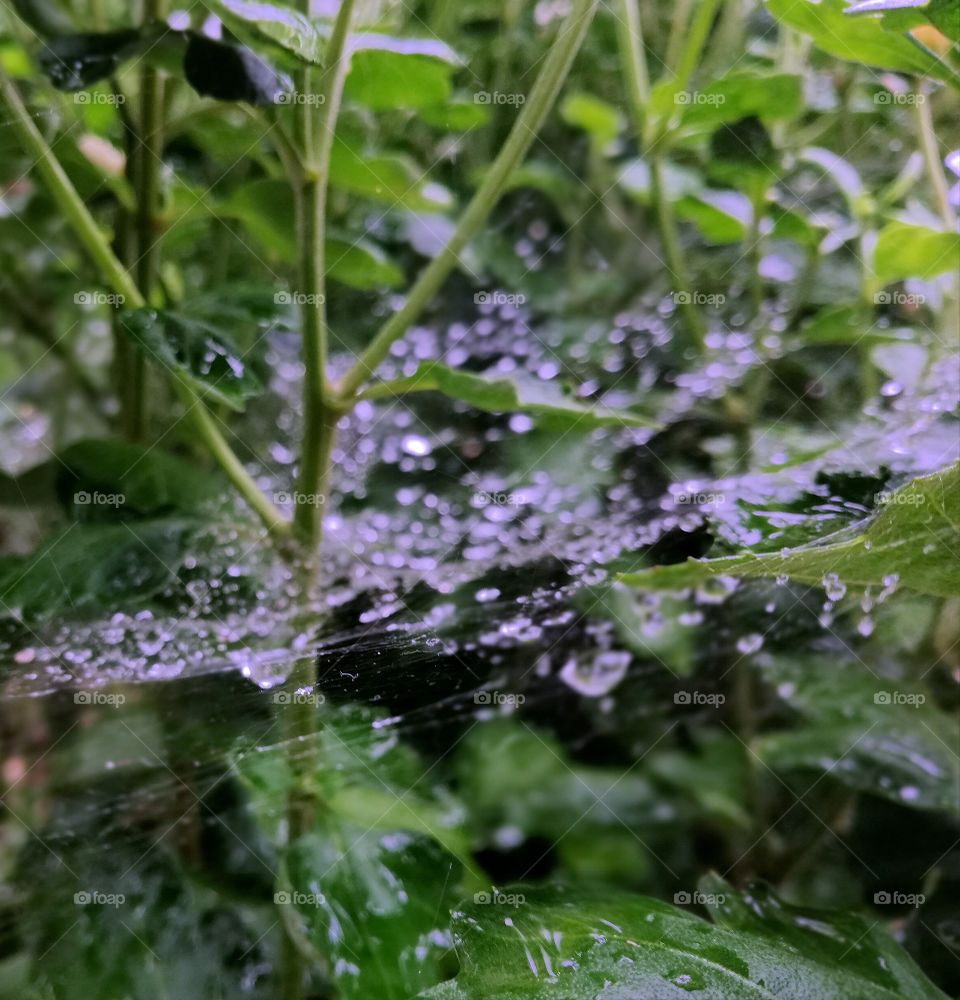 Spider web and rain drops between the leafs.