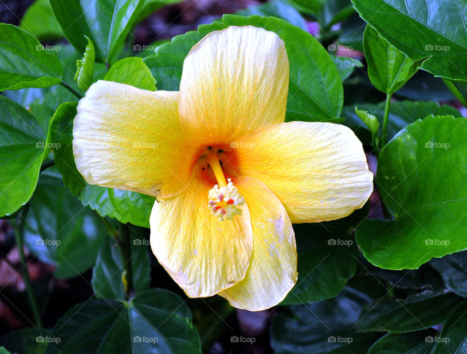 yellow flower leaves leaf by refocusphoto