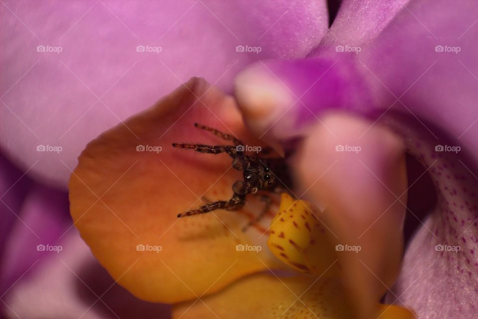 The fencepost jumping spider saying hello while exploring this flower.