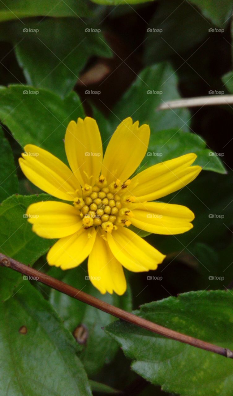 Yellow Flower