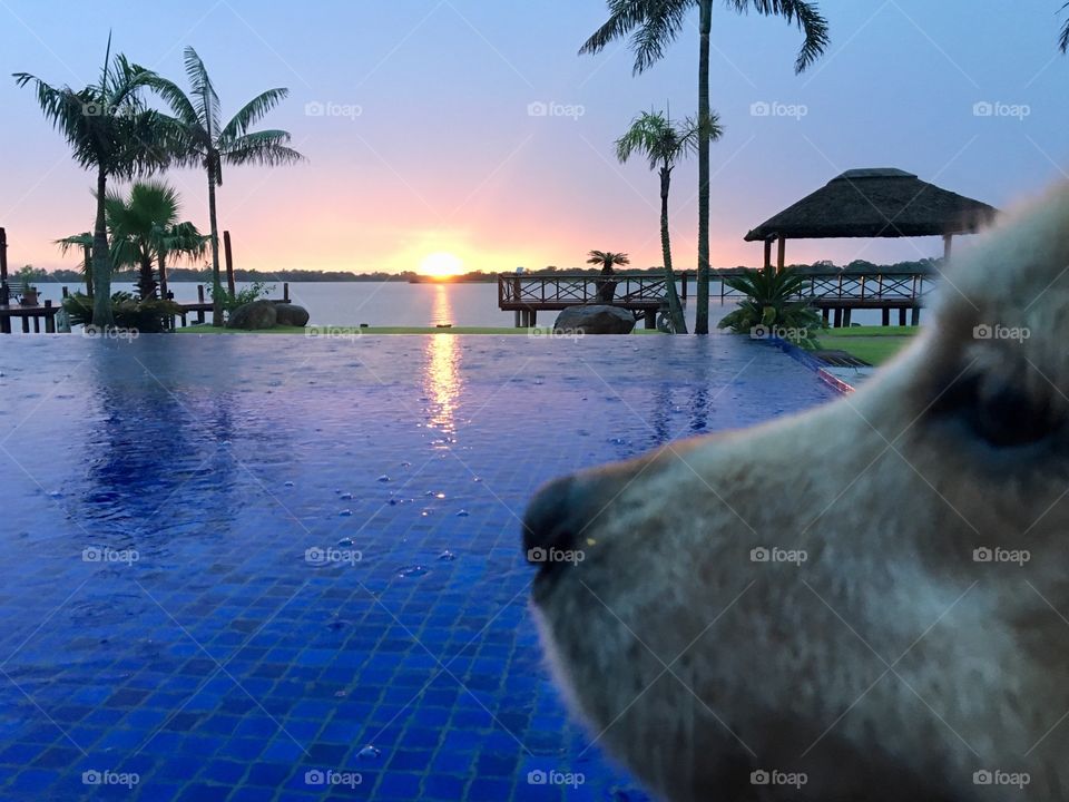 Dog and sunset 