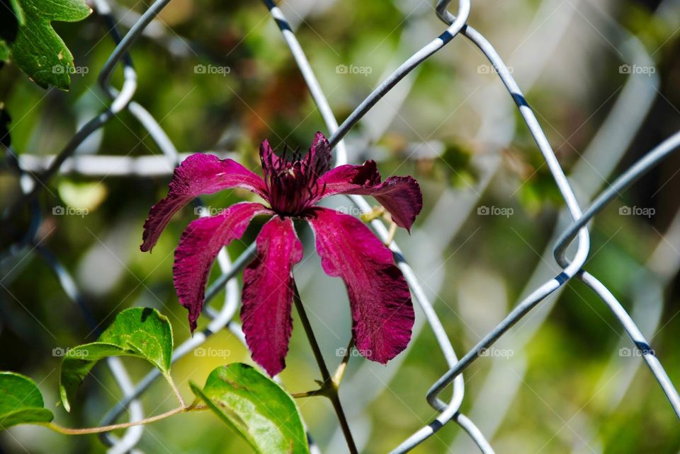 Magenta Petals Open and Bend Down to the Earth
